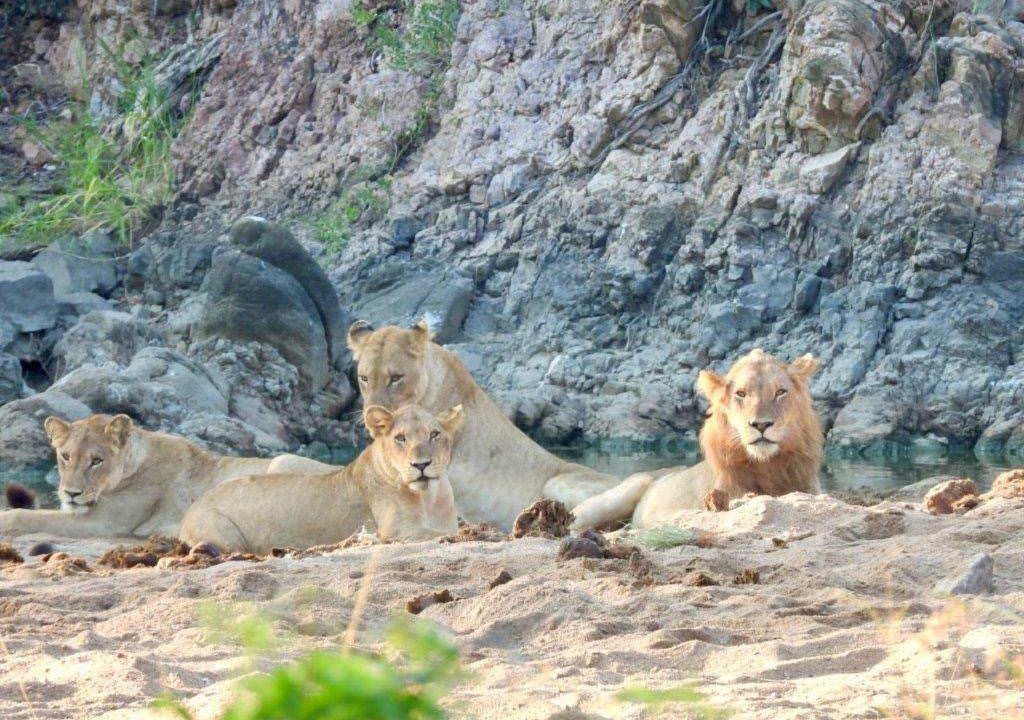 Lions resting on rocks – Joxilox Big5 Safari Group Tour March 2024