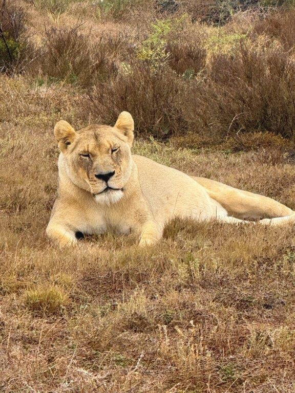 Lioness spotted on game drive – Joxilox Cape Tour