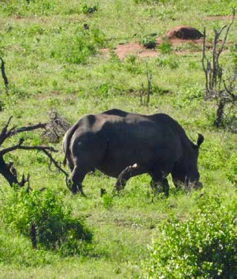 Rhino on game drive – Joxilox Big5 Safari January 2025