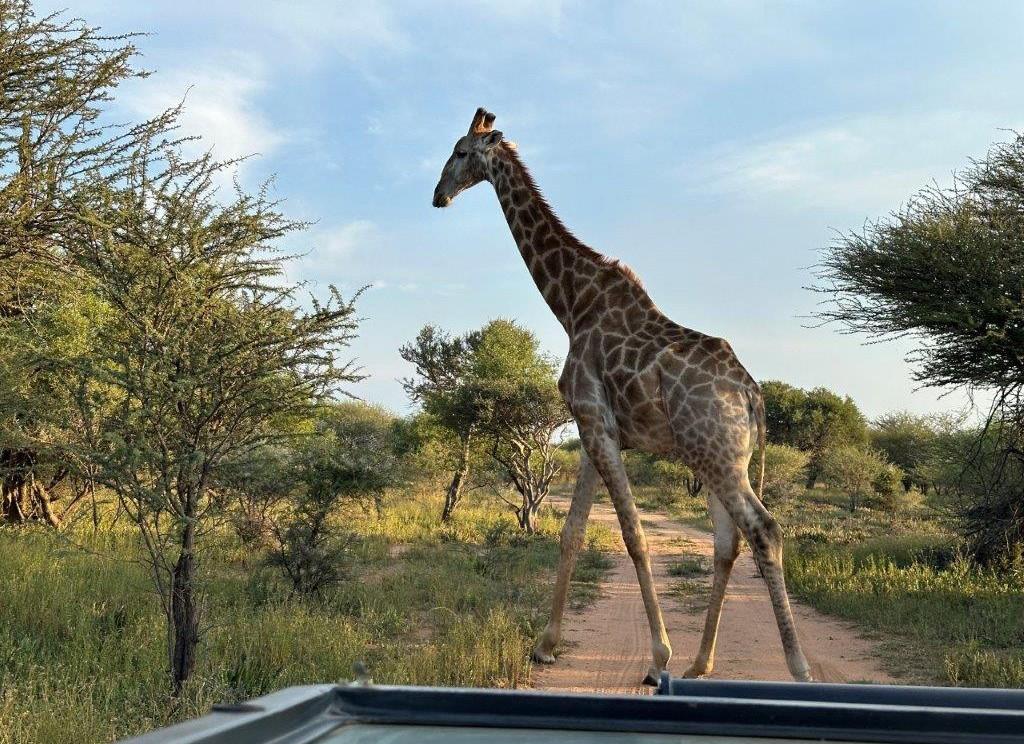 Giraffe crossing the road on game drive – Joxilox Naked Group Tour February 2024