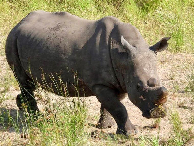Rhino on game drive – Joxilox Big5 Safari Group Tour March 2024