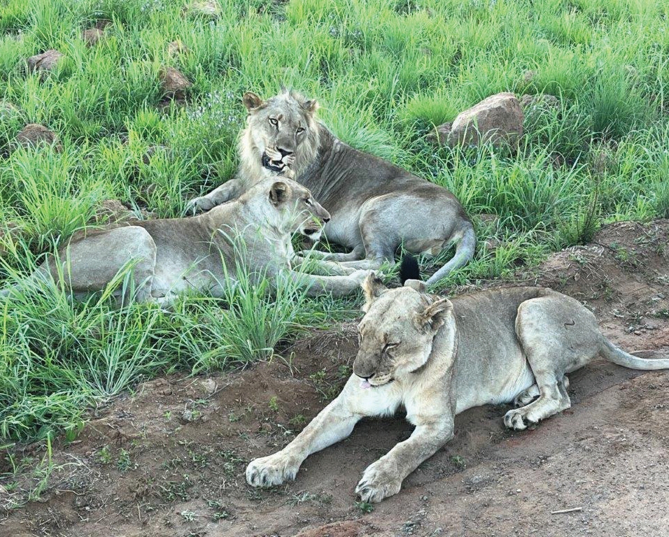 Lions on safari – Joxilox Big5 Safari January February 2025
