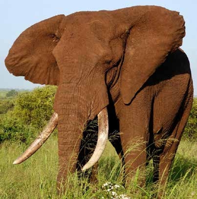 Elephant close-up on safari – Joxilox Big5 Safari 2025