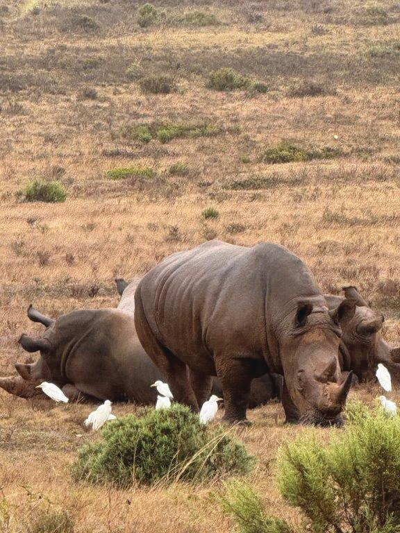 Rhino on game drive – Joxilox Cape Tour March 2025