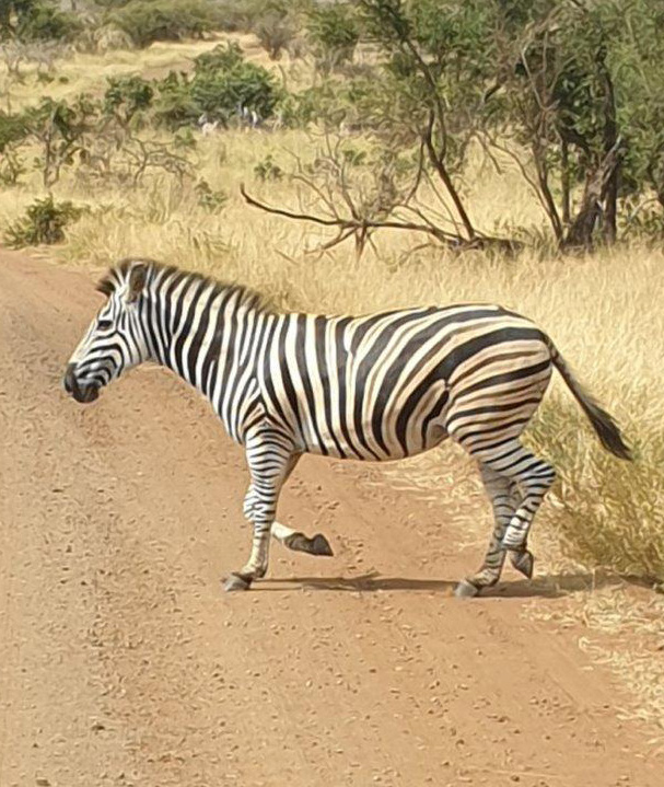 Zebra on game drive – Joxilox Big5 Safari Group Tour March 2024