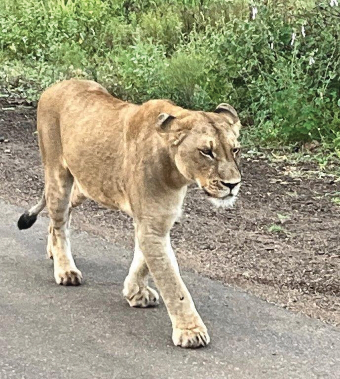 Lioness on game drive – Joxilox Big5 Safari 2025