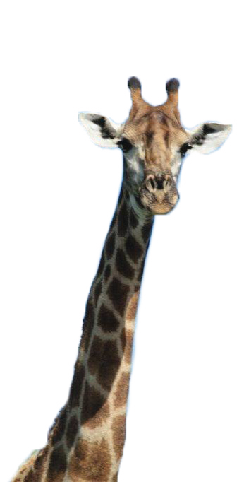 Giraffe cutout – Joxilox Big5 Safari 2025