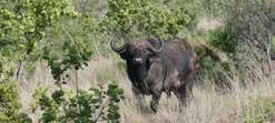 Buffalo on game drive โ Joxilox NW Mpumalanga Tour 2023