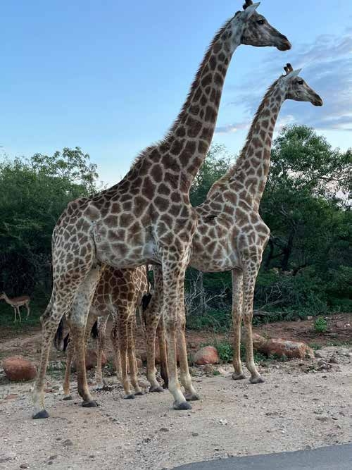 Giraffes on game drive – Joxilox Tours