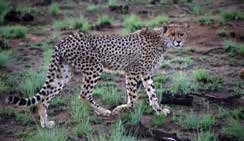 Cheetah on safari โ Joxilox NW Mpumalanga Group Tour 2023