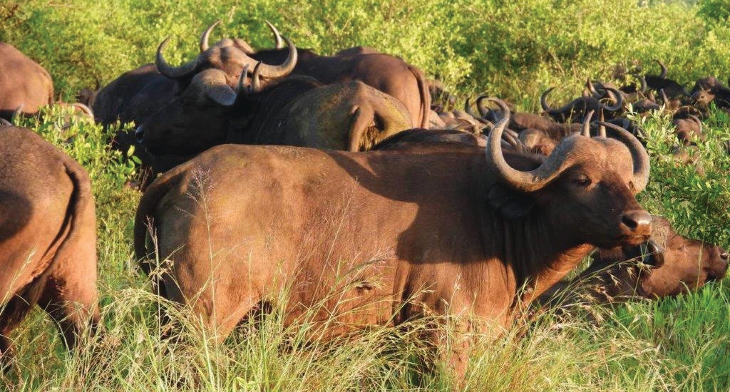 Buffalo herd on game drive – Joxilox Big5 Safari