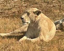 Lioness on safari – Joxilox Big5 Safari August September 2024