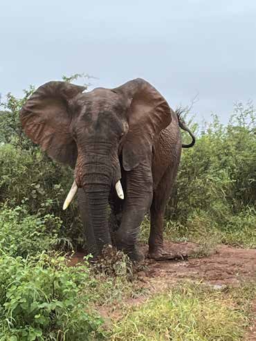 Elephant on a game drive in the Dinokeng Game Reserve