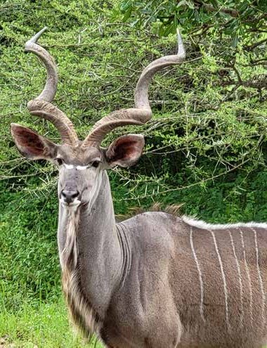 Impala on seen on a Big Five game drive in South Africa