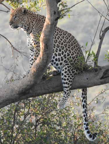 Leopard resting in a tree with an impala kill in the bush