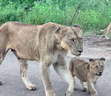 Lioness and cub on Joxilox Tour