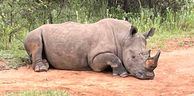 Rhino grazing in the Pilanesberg Game Reserve