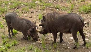 Warthogs on a South African safari