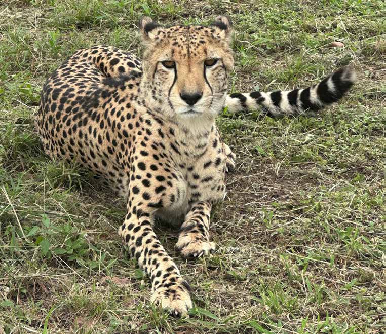 Cheetah spotted on a Joxilox Tour